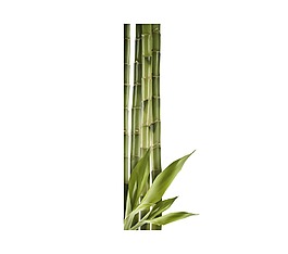 綠色竹子png元素