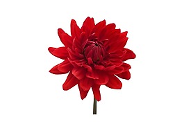 红色菊花png元素