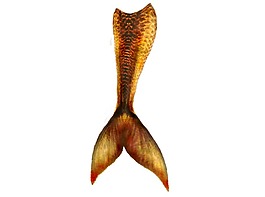 金色美人魚尾巴png元素