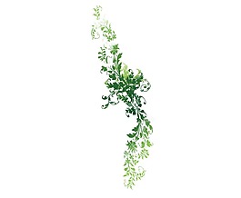 清新彩繪綠色葉子png意思