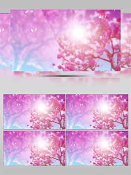 紫色繽紛花蕊視頻素材