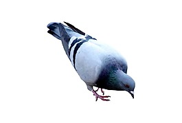覓食鴿子png元素