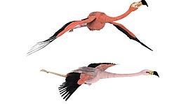 飛翔火鳥png元素