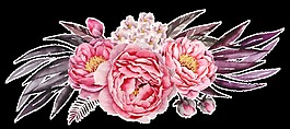 三朵唯美月季花花卉PNG透明素材
