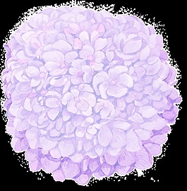 紫色繡球鮮花PNG透明素材