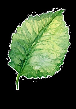 一片桑棗葉子PNG透明素材