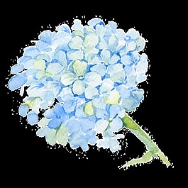 一個藍色繡球花PNG透明素材