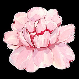 一朵盛開的粉紅色花PNG透明素材