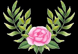 粉色月季花卉PNG透明素材