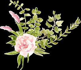 淡粉色月季花PNG透明素材