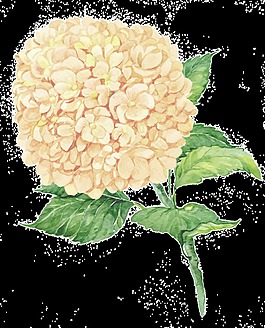 黃色繡球花PNG透明素材