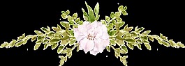 白色月季花PNG透明素材