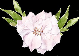藤牡丹花花卉PNG透明素材