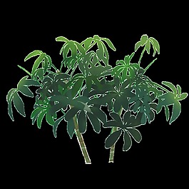 發(fā)財(cái)樹葉子PNG透明素材