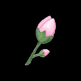 兩個(gè)花苞PNG透明素材