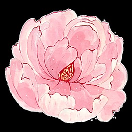 彩繪牡丹花PNG透明素材