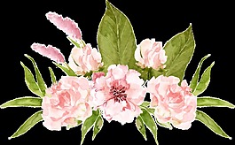 淡雅牡丹鮮花PNG透明素材