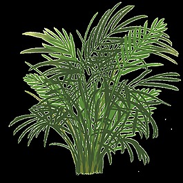 富貴椰子植物PNG透明素材