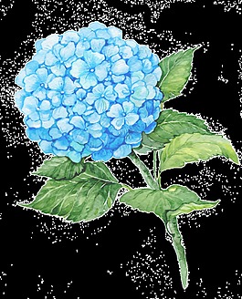 藍(lán)色繡球花花卉PNG透明素材