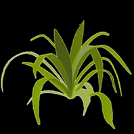 一棵綠色植物PNG透明素材