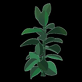 印度榕樹植物PNG透明素材