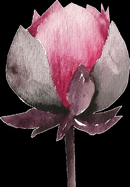 一朵木蓮花PNG透明素材