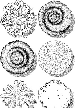 园林手绘大树插画