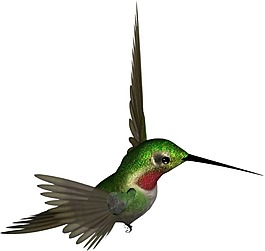 可愛水鳥png元素