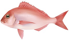 卡通創(chuàng)意紅魚png元素