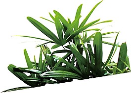 綠色葉子植物png元素