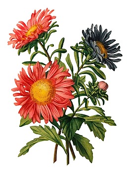 粉色菊花花朵png元素