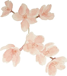白色鮮花花朵png元素