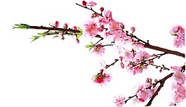 三月粉色桃花png元素