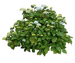 綠色葉子植物png元素