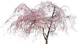 卡通粉色桃花樹png元素
