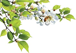 綠色葉子樹枝花朵png元素