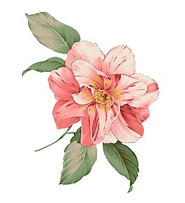手繪粉色花朵png元素