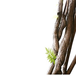 粗壯植物樹干png元素