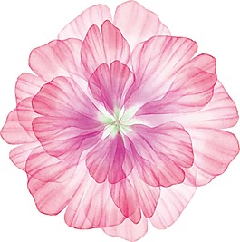 粉色透明花朵png元素