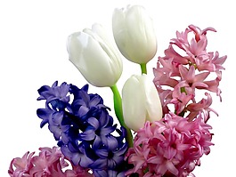 彩色鮮花花朵png元素