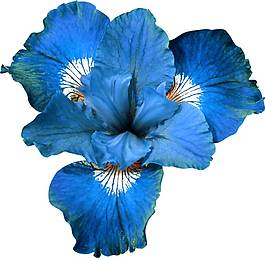 藍色花朵花瓣png元素