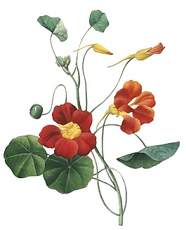 卡通紅色花朵葉子png元素