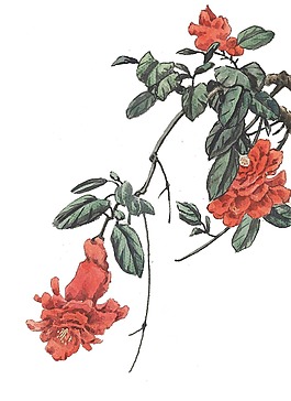 創意植物花朵png元素