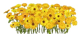 黃色花朵png元素