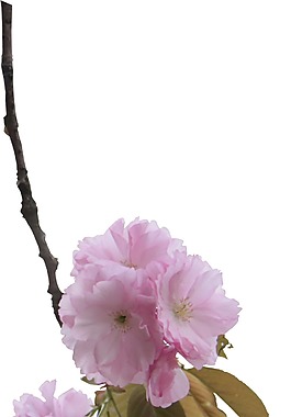 粉色漂亮花朵png元素