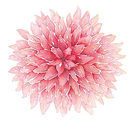 粉色鮮花花朵png元素
