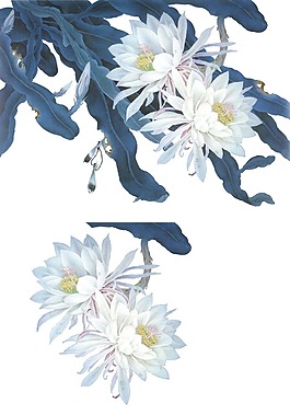卡通白色鮮花花朵png元素