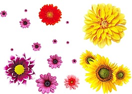 彩色鮮花花朵png元素
