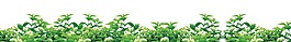 卡通白色鮮花綠植png元素