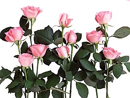 粉色玫瑰鮮花png元素